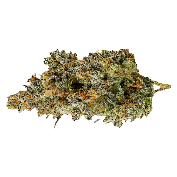 Image for Nakatomi Plaza