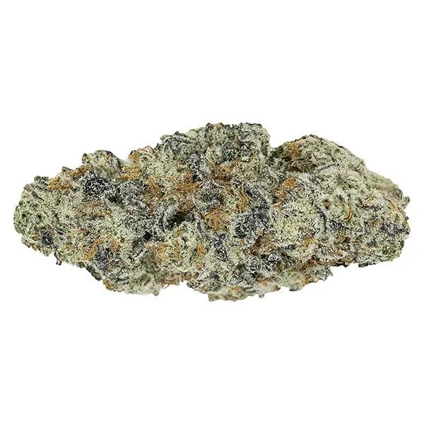 Plant Bud by Pistol and Paris