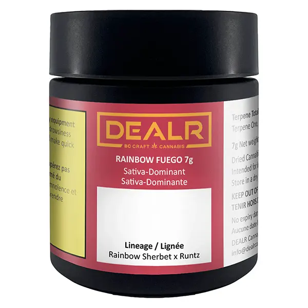 Rainbow Fuego (Dried Flower) by DEALR