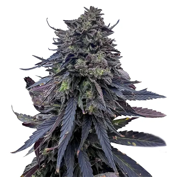 Image for Royal Kush BX6 F3, cannabis seeds by 7 Farms Down