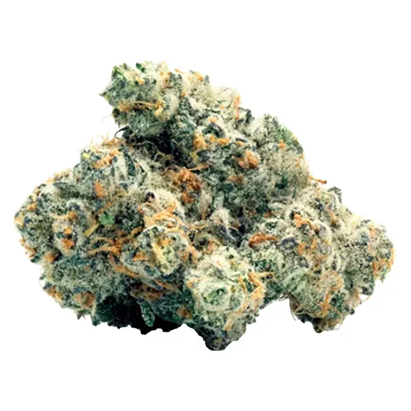 Image for WiFi Widow OG