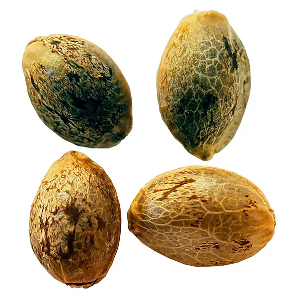 Image for Cannabis Cup Autoflower Feminized Seed Multi pack