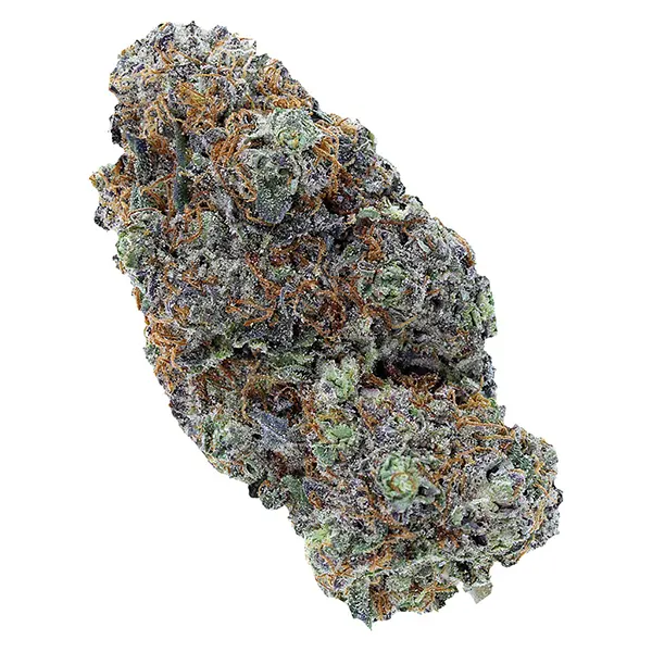 Image for LSO Collection: Blueberry Vendetta