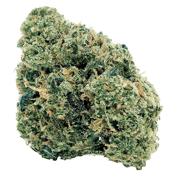 Bud image for Northern OG Kush, cannabis all products by 7Acres
