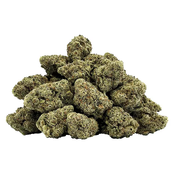 Image for Snow Globe