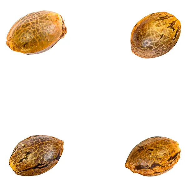 Image for 41 Ghosts auto Fem Seeds, cannabis seeds by Green Rose Seeds