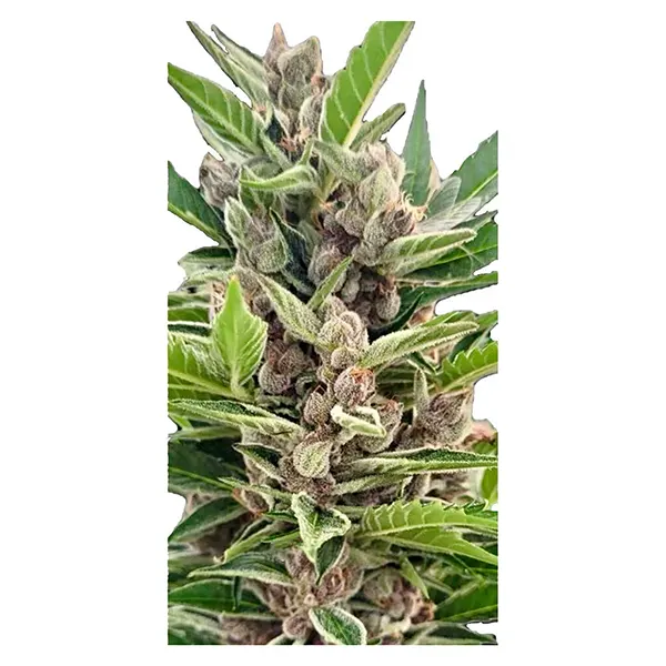 Image for Auto Gorilla Grape Feminized Seeds, cannabis seeds by Automatic Ganja